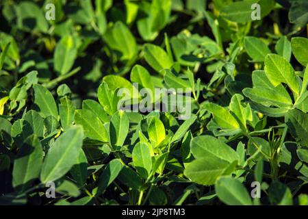 Primo piano di piante di arachide (Arachis hypogaea) che crescono in un campo della Georgia meridionale. Foto Stock