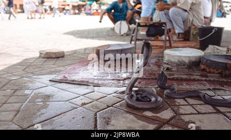 Il serpente nero di cobra addomesticato sul cobra posa in un mercato esotico a Marrakech Foto Stock