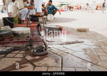 Il serpente nero di cobra addomesticato sul cobra posa in un mercato esotico a Marrakech Foto Stock