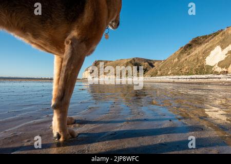Cane su una spiaggia dove sono ammessi i cani, South Landing, Flamborough, East Riding of Yorkshire, Inghilterra, Regno Unito Foto Stock