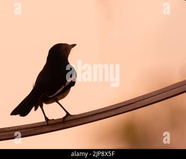 Una silhouette di una Magpie orientale su una corda Foto Stock