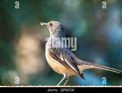 Una femmina orientale Magpie che ha cibo nel suo becco seduto sul muro Foto Stock