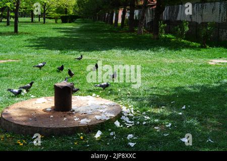 La bambina spaventa i piccioni divertente estate gioco. Ecologia, corre  sull'erba nel parco della città all'aperto, stile di vita Foto stock - Alamy