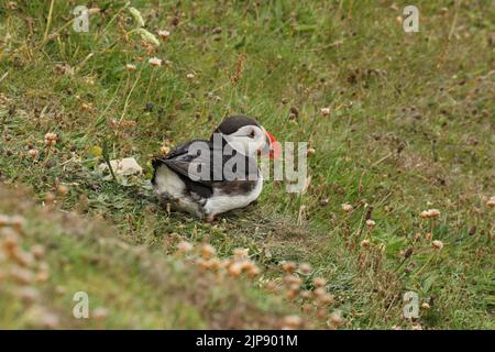 Un primo piano di un puffin Atlantico (Fratercula artica) seduto a terra Foto Stock