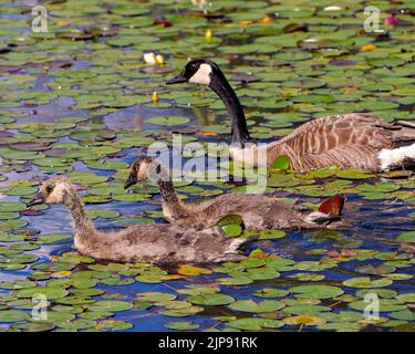 Oca Canadese con i bambini gosling che nuotano nel loro ambiente e habitat con giglio imbottiture intorno a loro e godersi la sua giornata. Ritratto delle oche del Canada. Foto Stock