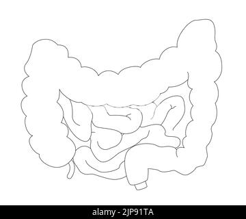 Grafico medico di contorno di intestino in stile realistico con ombre e luci. Concetto di anatomia umana per uso didattico o farmaceutico Illustrazione Vettoriale