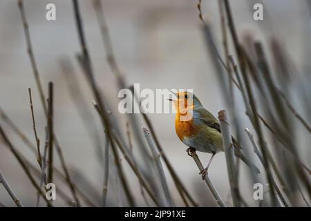 Fauna selvatica del Regno Unito: Robin, Erithacus rubecula, cantando da un hedgerow deciduo che è stato tagliato indietro, West Yorkshire, Inghilterra Foto Stock