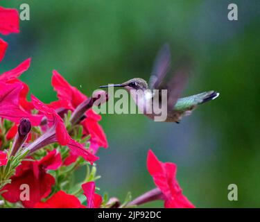 Hummingbird rubino gola femmina nutrirsi su petunie con uno sfondo verde nel suo ambiente e habitat circostante mostra apertura alare. Foto Stock