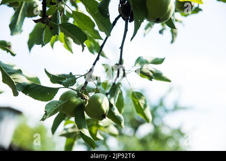 Albero di mele con frutti di mela giovani. Le mele non mature crescono su un ramo di melo. Apple su un albero al sole, primo piano. Foto Stock