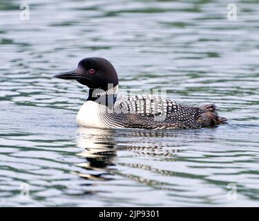 Comune Loon maschio nuoto con un riflesso d'acqua nel suo ambiente e habitat circostante. Immagine Loon. Verticale. Immagine. Foto Stock