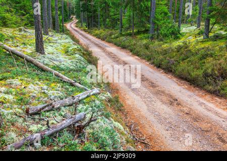 Strada sterrata in una bella foresta di conifere in estate Foto Stock