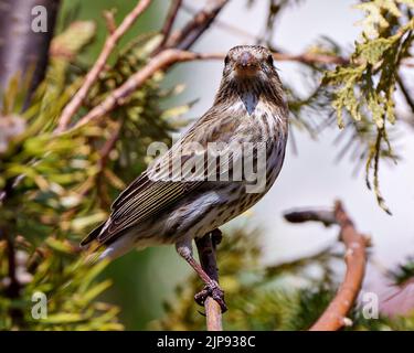 Canzone Sparrow appollaiato su un ramo di conifere con uno sfondo sfocato nel suo ambiente e habitat circostante, mostrando piumaggio marrone piuma. Foto Stock