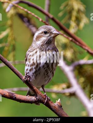 Canzone Sparrow appollaiato su un ramo di conifere con uno sfondo sfocato nel suo ambiente e habitat circostante, mostrando piumaggio marrone piuma. Foto Stock