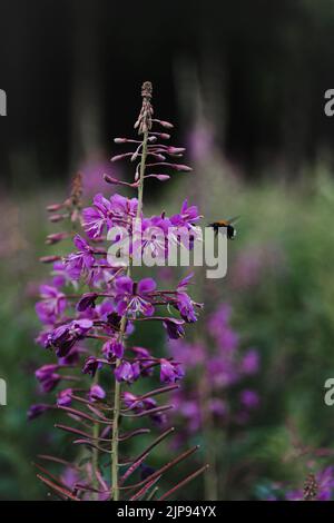 Un colpo verticale di willobee viola con fiori con un piccolo bumblebee Foto Stock