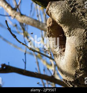 Api mellifera (Apis mellifera) che vanno in un nido naturale in un buco di alberi, West Yorkshire, Inghilterra, Regno Unito fauna selvatica Foto Stock