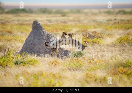 Cheetahs (Acinonyx jubatus) 2 animali selvatici giocare lotta. Parco Nazionale di Etosha, Namibia, Africa Foto Stock