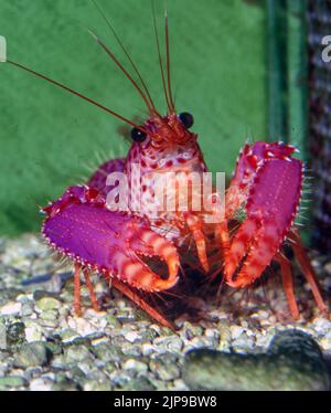 Aragosta reef viola (Enoplometopus debelius). Foto Stock