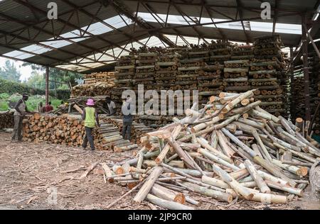 KENIA, Kimunye, fabbrica di tè KTDA, legno di piantagione di eucalipto per legna da ardere per l'essiccazione del tè / KENIA, Kimunye, KTDA Teefabrik, Eukalyptus Feuerholz, für die Herstellung von 300 kg Schwarzen Tee wird 1 Kubikmeter Holz als Brennstoff für die Trocknung benötigt, verbrad täglicherm Holzonnich 1,5 Foto Stock