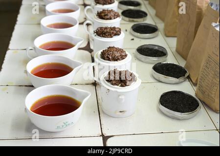 KENYA, Kimunye, KTDA fabbrica di tè, tazze con diverse qualità di tè per la degustazione di tè, cucina tè, colore e gusto del tè Foto Stock