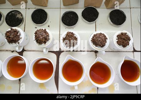 KENYA, Kimunye, KTDA fabbrica di tè, tazze con diverse qualità di tè per la degustazione di tè, cucina tè, colore e gusto del tè Foto Stock