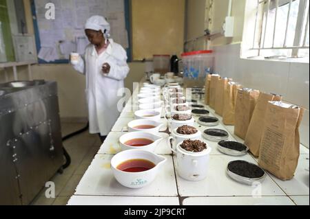 KENYA, Kimunye, KTDA fabbrica di tè, tazze con diverse qualità di tè per la degustazione di tè, cucina tè, colore e gusto del tè Foto Stock