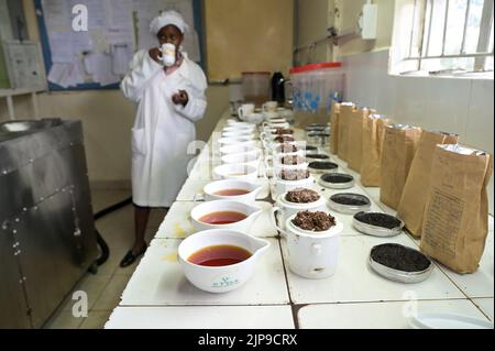 KENYA, Kimunye, KTDA fabbrica di tè, tazze con diverse qualità di tè per la degustazione di tè, cucina tè, colore e gusto del tè Foto Stock