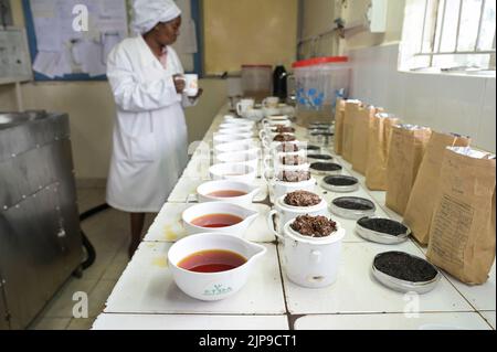 KENYA, Kimunye, KTDA fabbrica di tè, tazze con diverse qualità di tè per la degustazione di tè, cucina tè, colore e gusto del tè Foto Stock