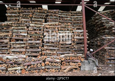 KENIA, Kimunye, fabbrica di tè KTDA, legno di piantagione di eucalipto per legna da ardere per l'essiccazione del tè / KENIA, Kimunye, KTDA Teefabrik, Eukalyptus Feuerholz, für die Herstellung von 300 kg Schwarzen Tee wird 1 Kubikmeter Holz als Brennstoff für die Trocknung benötigt, verbrad täglicherm Holzonnich 1,5 Foto Stock