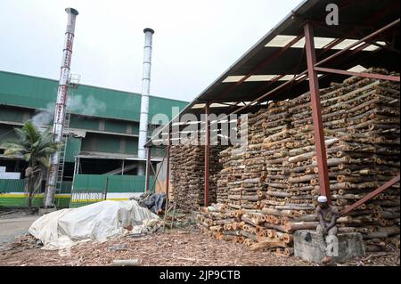 KENIA, Kimunye, fabbrica di tè KTDA, legno di piantagione di eucalipto per legna da ardere per l'essiccazione del tè / KENIA, Kimunye, KTDA Teefabrik, Eukalyptus Feuerholz, für die Herstellung von 300 kg Schwarzen Tee wird 1 Kubikmeter Holz als Brennstoff für die Trocknung benötigt, verbrad täglicherm Holzonnich 1,5 Foto Stock