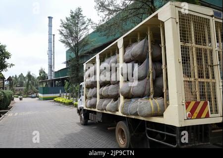 KENYA, Kimunye, fabbrica di tè KTDA, fornitura di foglie di tè fresche raccolte dal campo alla fabbrica / KENIA, Kimunye, KTDA Teefabrik, Anlieferung der geernteten Teeblätter vom Feld Foto Stock