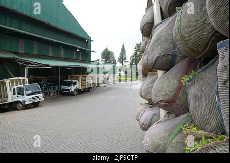 KENYA, Kimunye, fabbrica di tè KTDA, fornitura di foglie di tè fresche raccolte dal campo alla fabbrica / KENIA, Kimunye, KTDA Teefabrik, Anlieferung der geernteten Teeblätter vom Feld Foto Stock