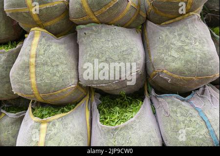 KENYA, Kimunye, fabbrica di tè KTDA, fornitura di foglie di tè fresche raccolte dal campo alla fabbrica / KENIA, Kimunye, KTDA Teefabrik, Anlieferung der geernteten Teeblätter vom Feld Foto Stock