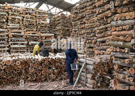 KENIA, Kimunye, fabbrica di tè KTDA, legno di piantagione di eucalipto per legna da ardere per l'essiccazione del tè / KENIA, Kimunye, KTDA Teefabrik, Eukalyptus Feuerholz, für die Herstellung von 300 kg Schwarzen Tee wird 1 Kubikmeter Holz als Brennstoff für die Trocknung benötigt, verbrad täglicherm Holzonnich 1,5 Foto Stock