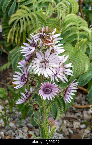 Berkheya purpurpurea 'Zulu Warrior' una pianta autunnale in fiore con un viola pallido Foto Stock