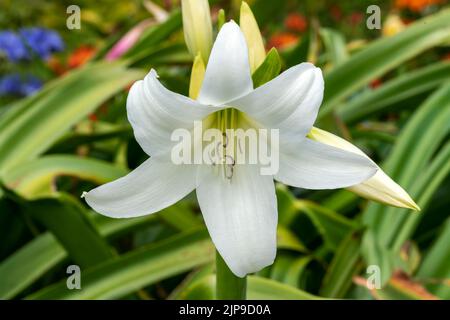 Crinum x Powellii alba un autunno estate autunno che fioriscono pianta bulbosa con una tromba bianca come il fiore estivo comunemente noto come giglio palude, pH di scorta Foto Stock