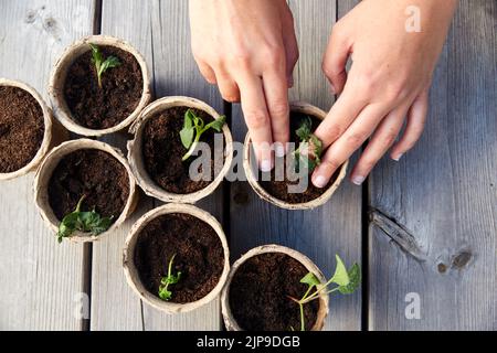 mani che piantano giovani pianta in pentole di avviamento con suolo Foto Stock