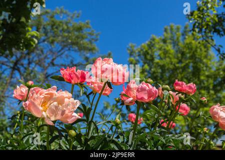 Peony Corallo fascino arancio rosa fiore di peonia in fiore Foto Stock