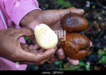 Frutti di Salak (Salacca zalacca), o frutto di serpente, tenuti nelle mani di un uomo indonesiano. Halmahera, Indonesia. Foto Stock