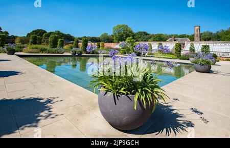 Agapanthus sul bordo di una caratteristica dell'acqua a RHS Bridgewater a Worsley, Salford, Greater Manchester. Foto Stock