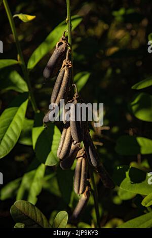 La vista verticale ravvicinata dei frutti della Decaisnea con fondo verde Foto Stock