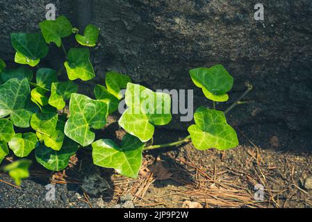 Edera verde sulla vite, primo piano di edera verde che sale su un vecchio muro di mattoni in cina Foto Stock