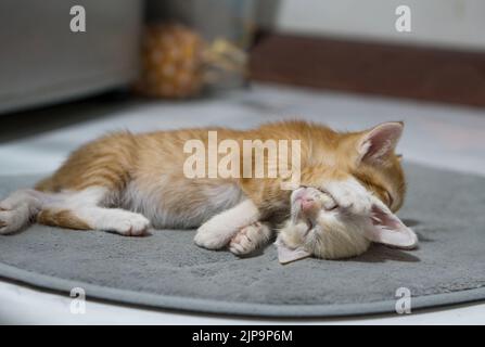 Gattino tailandese bianco e arancione, 4 mesi, che dorme in casa. Foto Stock