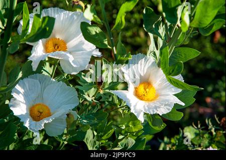 PUA kala (letteralmente fiore grezzo) è un membro della famiglia papavero (Papaveraceae) Pua kala fiore nel giardino Foto Stock