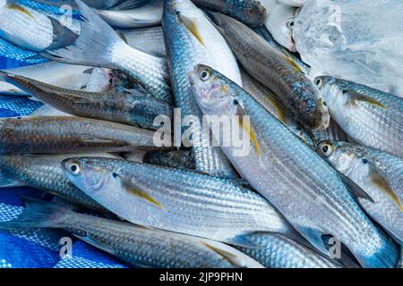 Un pesce triglia che si posa su una tarpa blu, appena pescato dai pescatori in Thailandia. Foto Stock