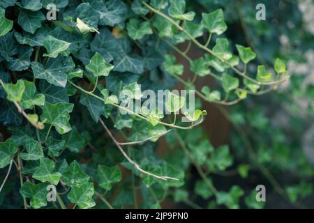 Edera verde sulla vite, primo piano di edera verde che sale su un vecchio muro di mattoni in cina Foto Stock