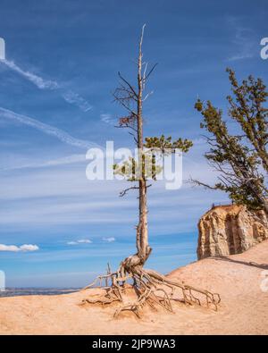 Un antico pino setlecone situato nel Bryce Canyon National Park, Utah, USA Foto Stock