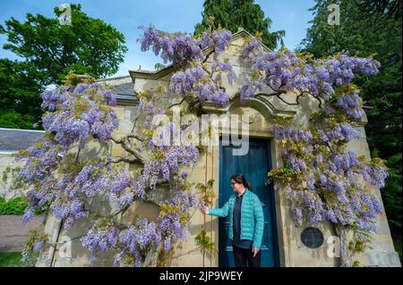 Floors Castle Gardens, Kelso, Scottish Borders. Joan Milner prende alcuni momenti fuori della sua giornata mentre ai giardini del castello di Floors vicino a Kelso negli Scotti Foto Stock