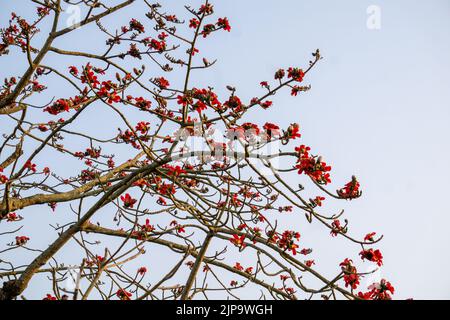 Il fiore di cotone di seta rossa è conosciuto anche come Bombax Ceiba, Shimul. Dhaka, Bangladesh. Foto Stock