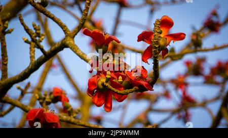 Shimul o cotone di seta rosso (Bombax ceiba, famiglia: Malvaceae) è uno degli alberi più comuni che si trovano in Bangladesh. Foto Stock