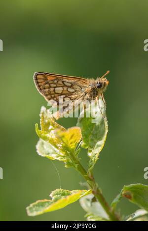 Skipper Chequered (Carterochephalus palaemon). Foto Stock